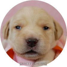 英国ラブラドールの子犬